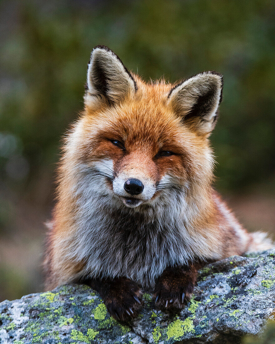 Ein Rotfuchs, Vulpes vulpes, sitzt auf einem Felsen und schaut in die Kamera. Aosta, Valsavarenche, Nationalpark Gran Paradiso, Italien.