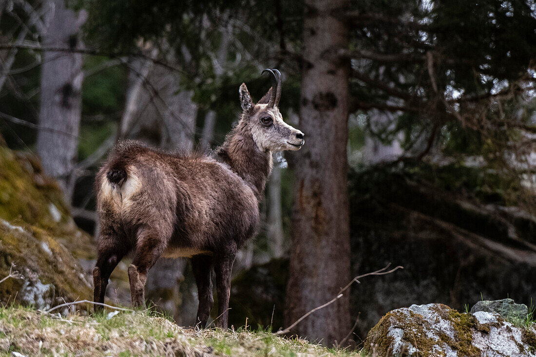 An alpine chamois, Rupicapra rupicapra, standing in forest. Aosta, Val Savarenche, Gran Paradiso National Park, Italy.