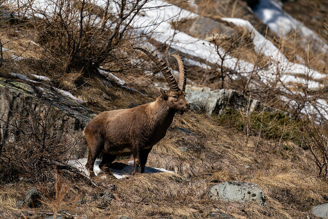 Alpine ibex (Capra ibex), Gran Paradiso National Park, Aosta Valley, Italy.