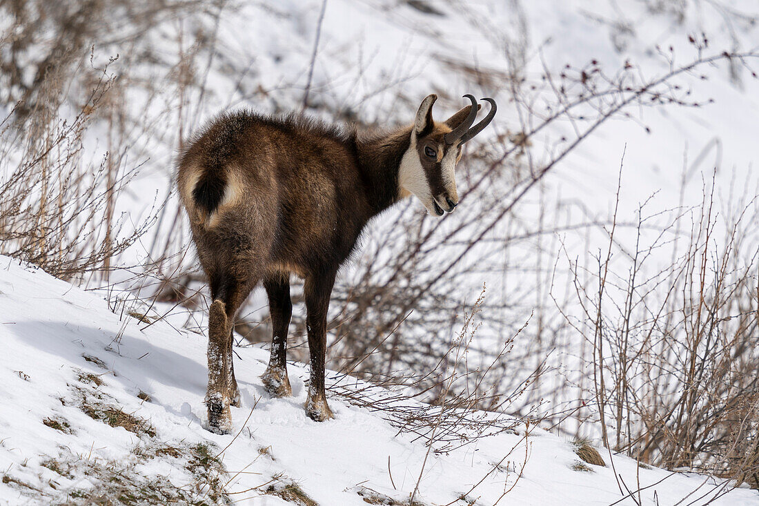 Alpine Chamois (Rupicapra rupicapra), Gran Paradiso National Park, Aosta Valley, Italy.