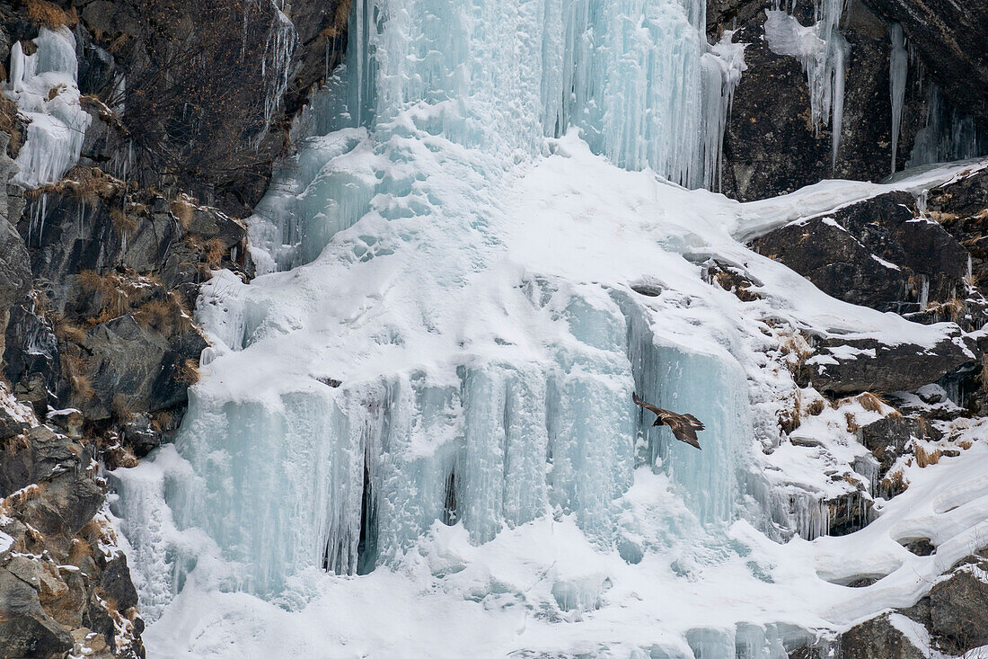 Bearded Vulture (Gypaetus barbatus), Gran Paradiso National Park, Aosta Valley, Italy.