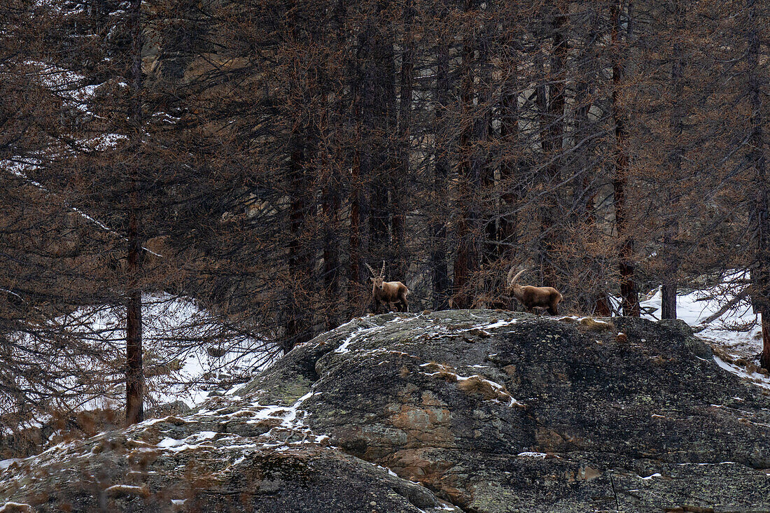 Alpine ibex (Capra ibex), Gran Paradiso National Park, Aosta Valley, Italy.