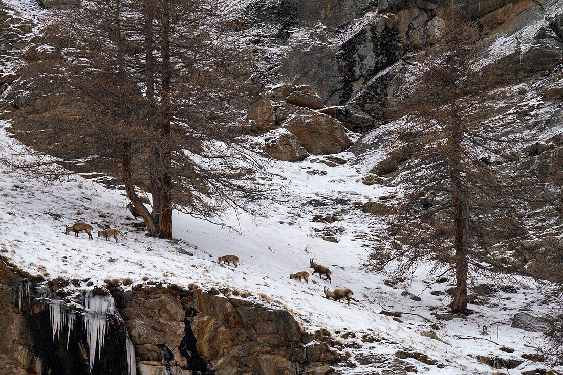 Alpine ibex (Capra ibex), Gran Paradiso National Park, Aosta Valley, Italy.