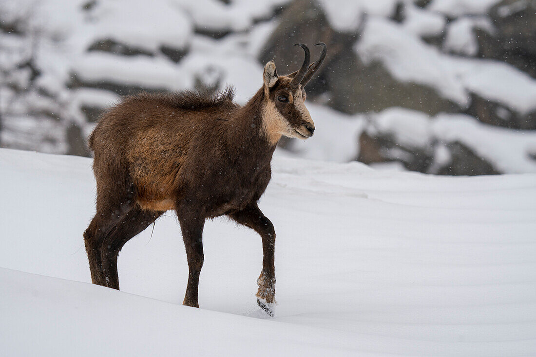 Alpengämse (Rupicapra rupicapra), Nationalpark Gran Paradiso, Aostatal, Italien.