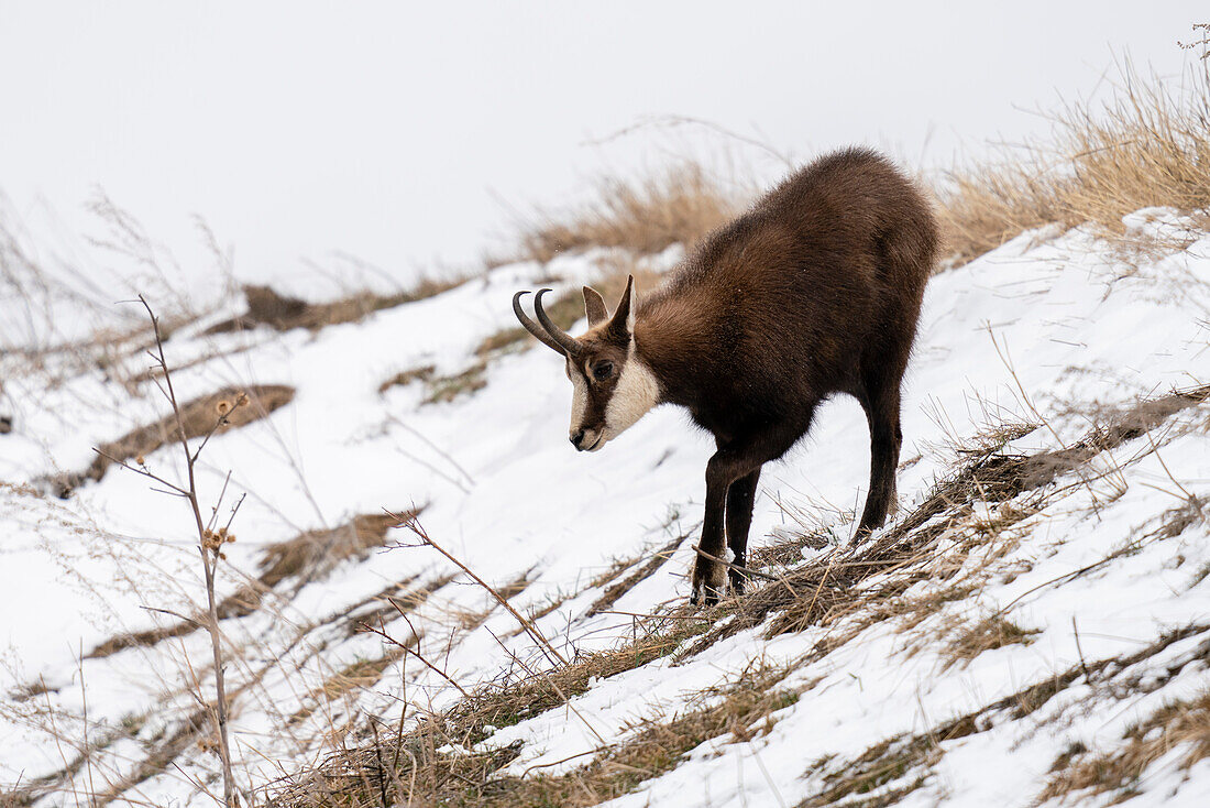 Alpengämse (Rupicapra rupicapra), Nationalpark Gran Paradiso, Aosta-Tal, Italien.