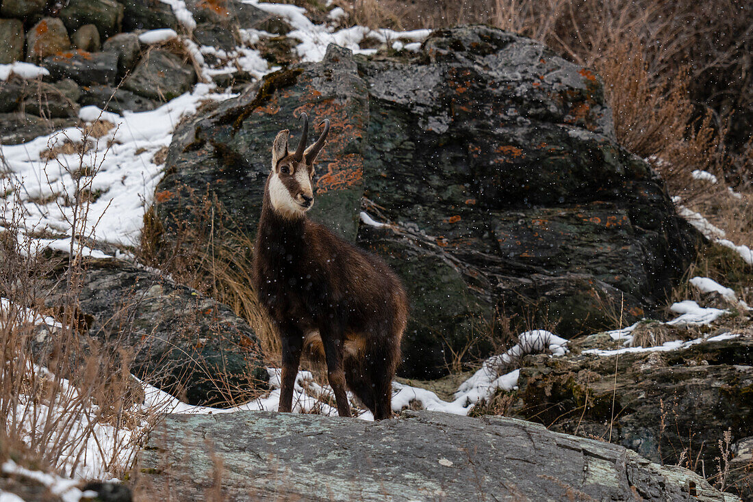 Alpine Chamois (Rupicapra rupicapra), Gran Paradiso National Park, Aosta Valley, Italy.