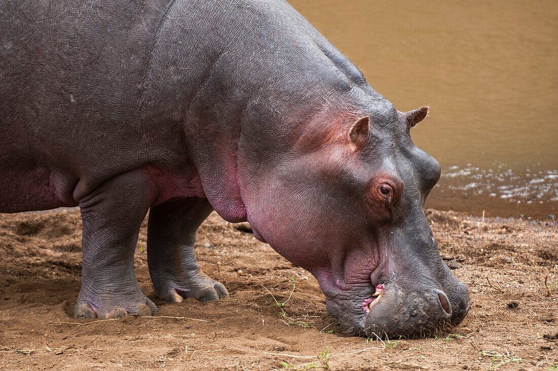 Portrait of an hippopotamus, Hippopotamus amphibius, at the water side. Masai Mara National Reserve, Kenya.