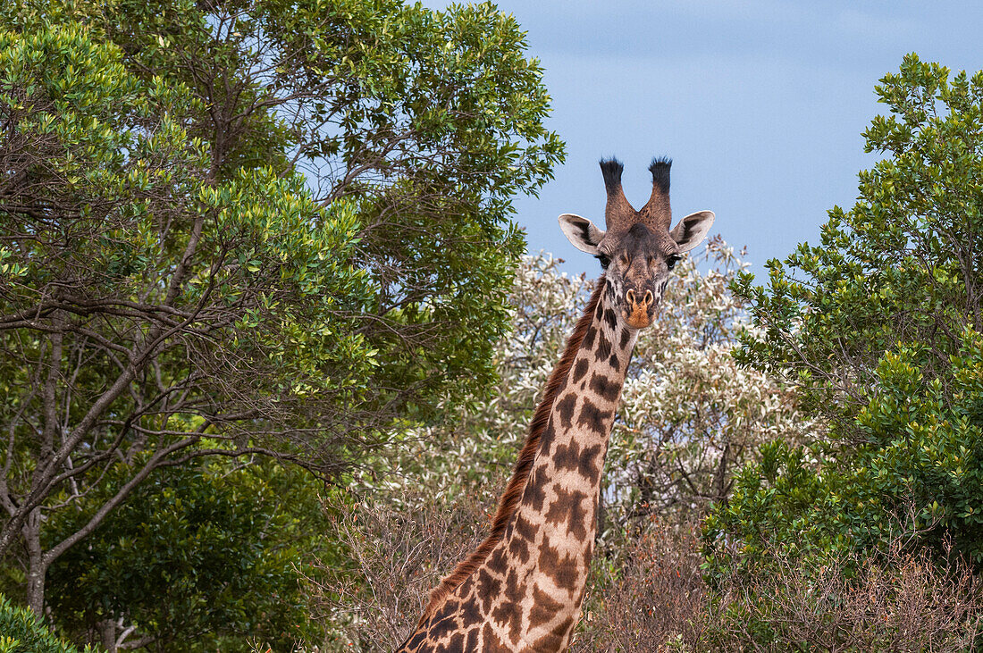 Porträt einer weiblichen Masai-Giraffe, Giraffa camelopardalis tippelskirchi, zwischen Bäumen. Masai Mara-Nationalreservat, Kenia.