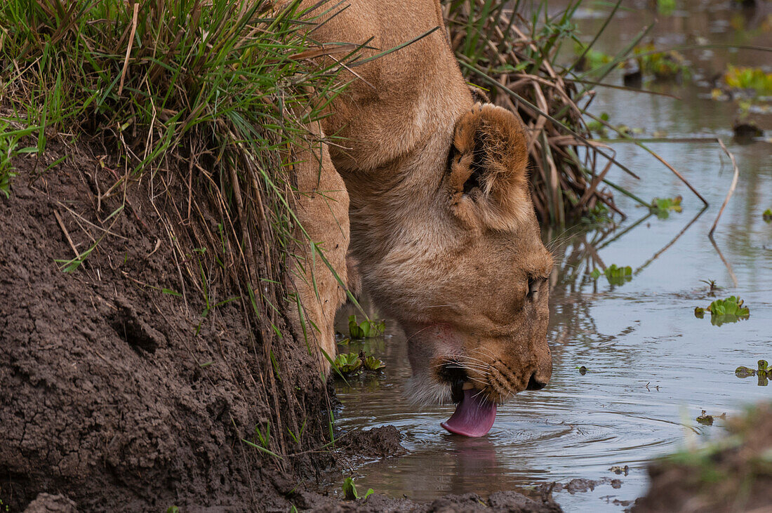 Eine Löwin, Panthera leo, beim Trinken. Masai Mara Nationalreservat, Kenia.