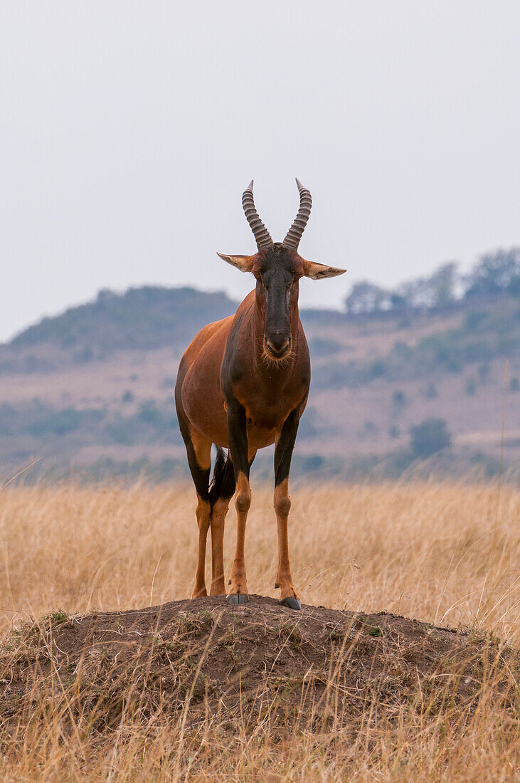 A topi, Damaliscus lunatus, standing on a termite mound. Masai Mara National Reserve, Kenya.