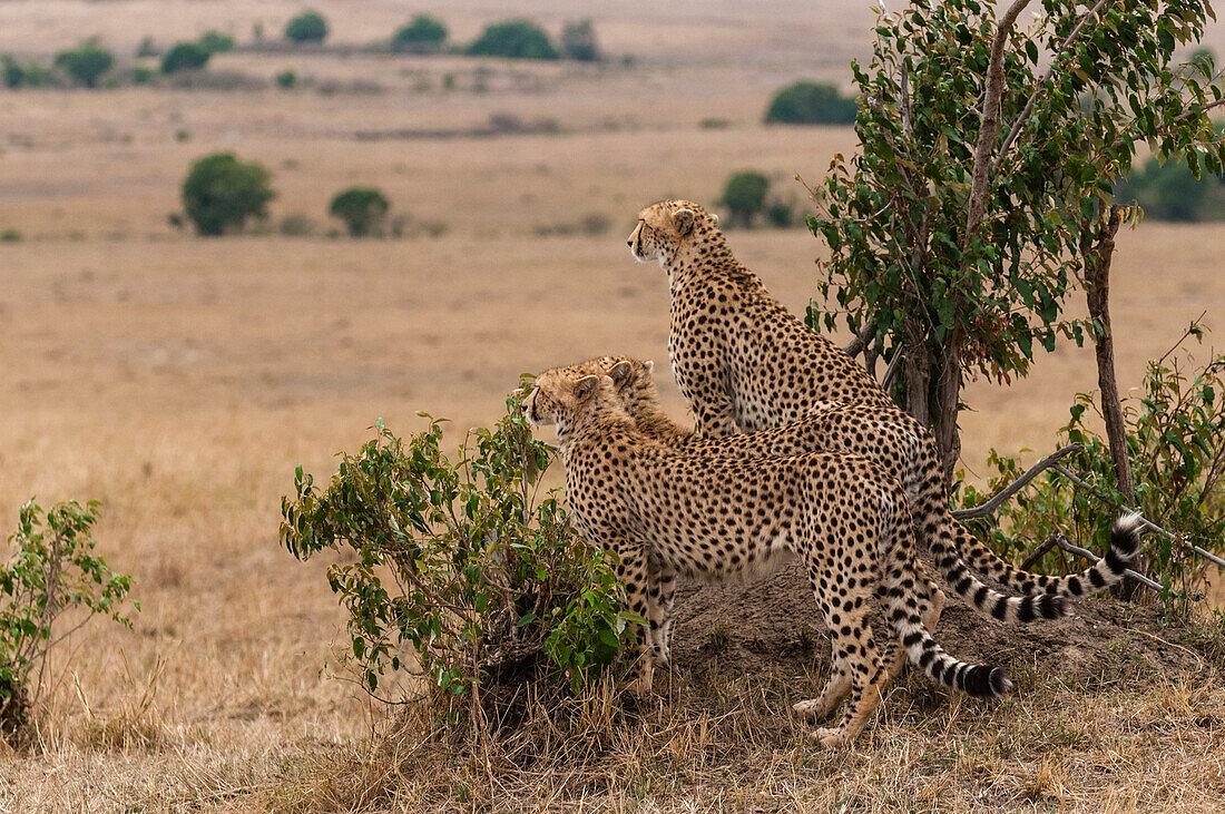Drei Gepardenbrüder, Acinonyx jubatus, bei der Erkundung der Savanne. Masai Mara-Nationalreservat, Kenia.