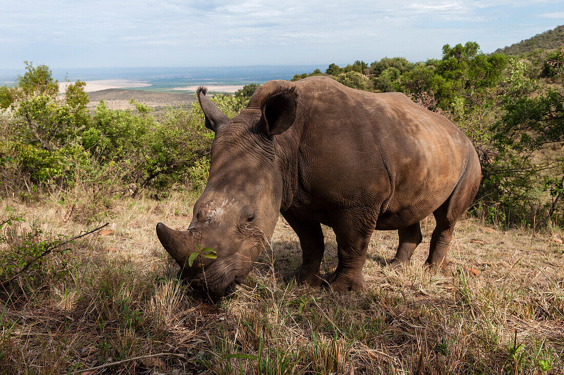 Porträt eines seltenen Breitmaulnashorns, Cerototherium simium, beim Grasen. Masai Mara Nationalreservat, Kenia.