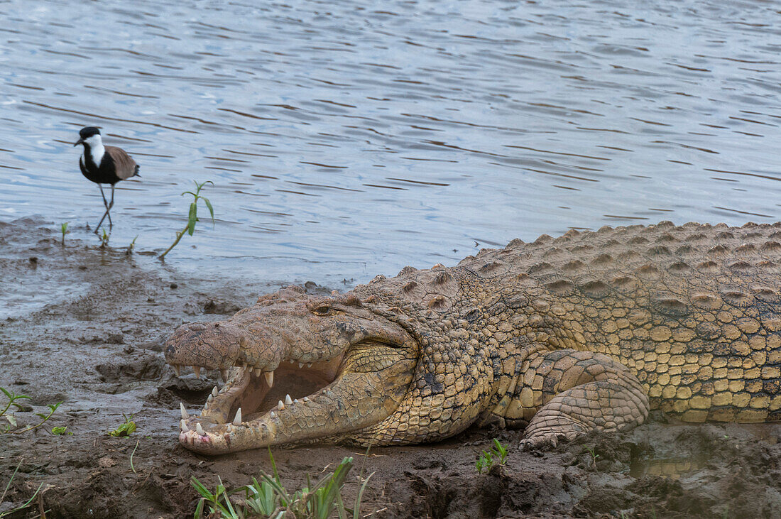 Ein Nilkrokodil, Crocodilus niloticus, ruht sich am Ufer des Mara-Flusses aus, mit einem Ufervogel in der Nähe. Mara-Fluss, Masai Mara Nationalreservat, Kenia.
