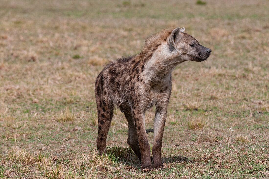 Portrait of a spotted hyena, Crocuta crocuta, patrolling. Masai Mara National Reserve, Kenya.