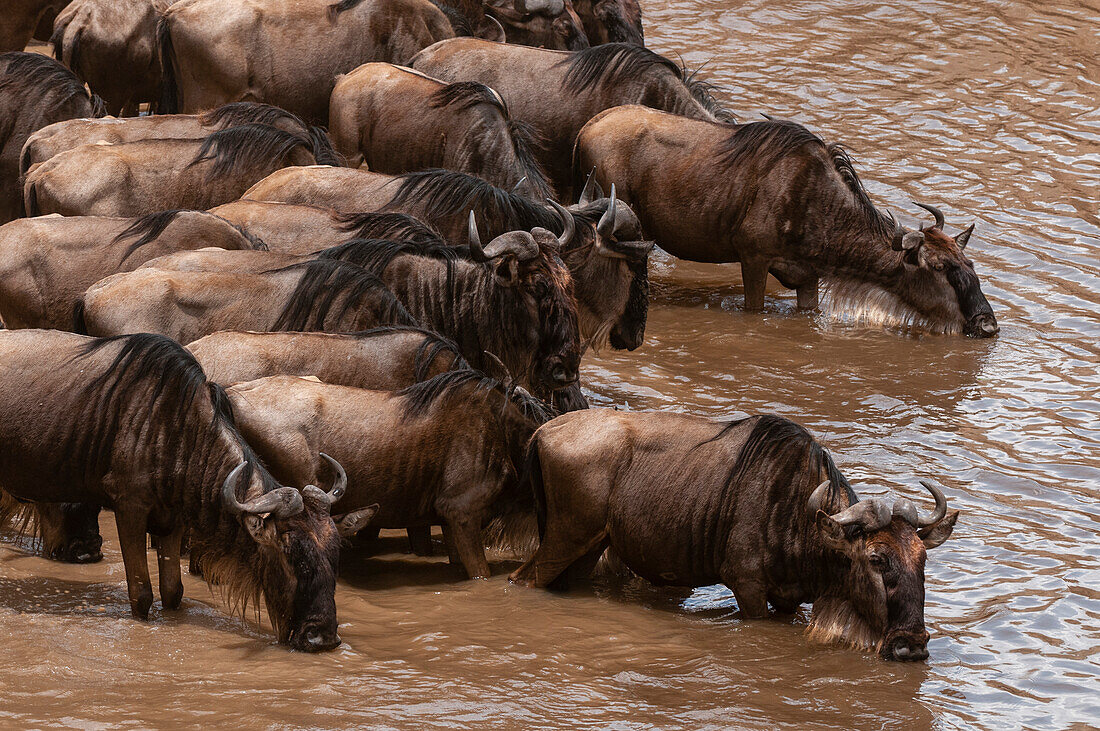 A herd of wildebeests, Connochaetes taurinus, drinking. Masai Mara National Reserve, Kenya.