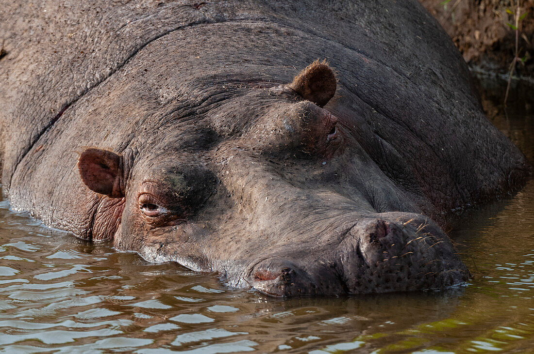 A hippopotamus, Hippopotamus amphibius, resting in shallow water. Masai Mara National Reserve, Kenya.
