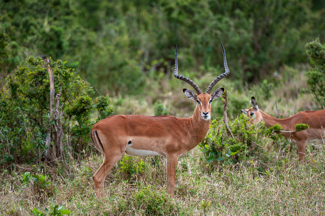 Portrait of a male impala, Aepyceros melampus, with another grazing in the background. Masai Mara National Reserve, Kenya.
