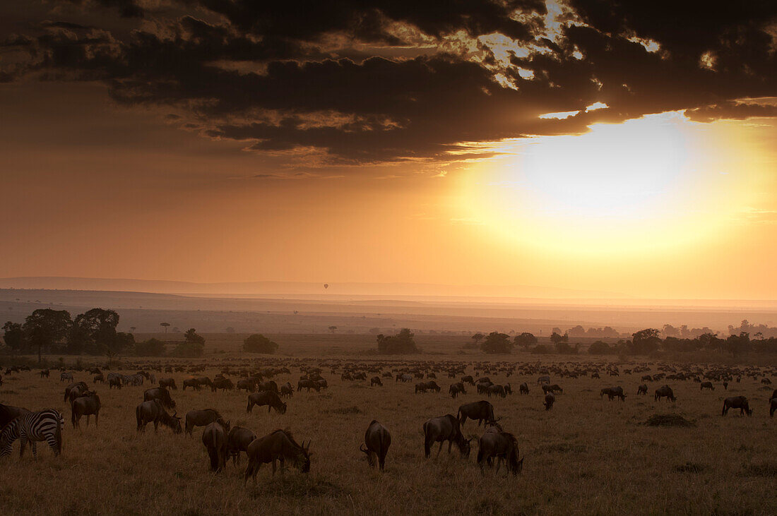A migrating herd of wildebeests, Connochaetes taurinus, grazing at sunset in a vast savanna. Masai Mara National Reserve, Kenya.