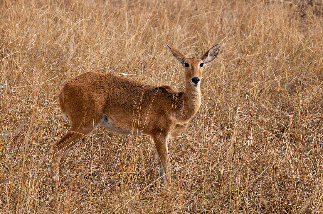 Portrait of a Bohor reedbuck, Redunca redunca. Masai Mara National Reserve, Kenya.