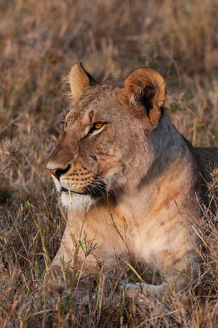 Portrait of a lioness, Panthera leo, at rest. Masai Mara National Reserve, Kenya.