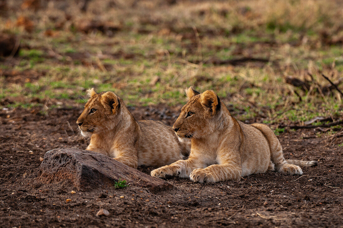 Zwei Löwenjunge, Panthera leo, ruhen Seite an Seite. Masai Mara-Nationalreservat, Kenia.