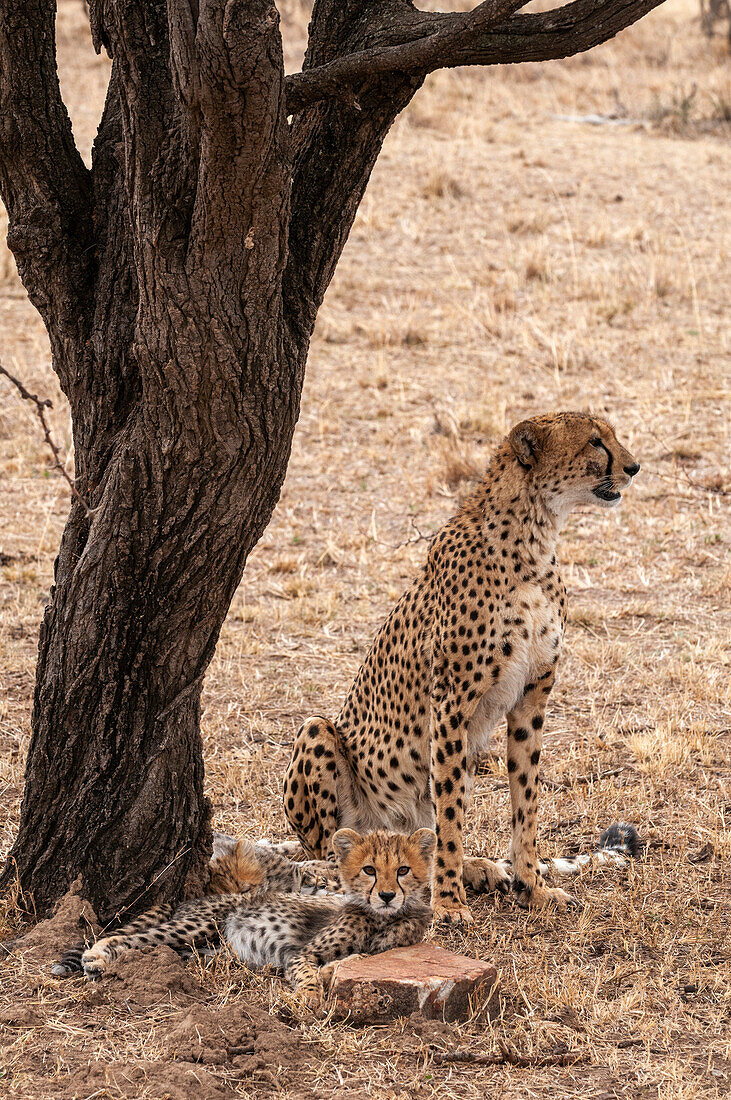 An alert cheetah, Acinonyx jubatus, and her cub resting under a tree. Masai Mara National Reserve, Kenya.