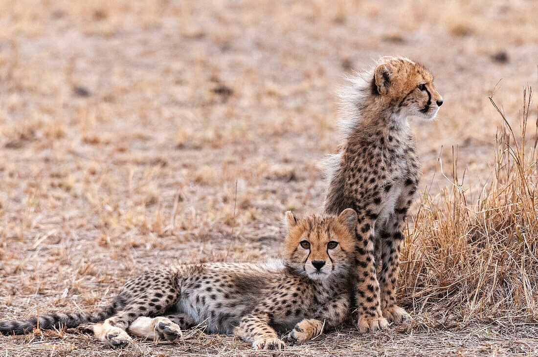 Portrait of two cheetah cub, Acinonyx jubatus. Masai Mara National Reserve, Kenya.