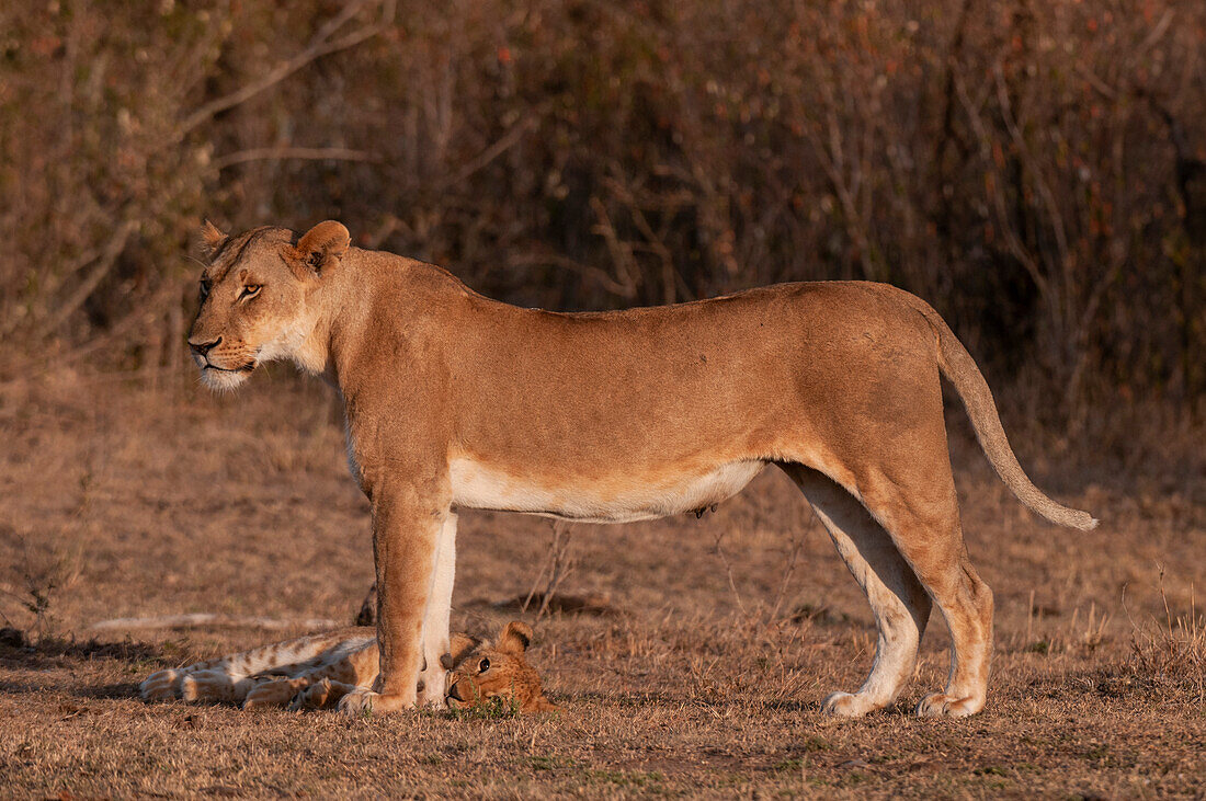 Ein Löwenjunges, Panthera leo, ruht sich zu Füßen seiner Mutter aus. Masai Mara-Nationalreservat, Kenia.