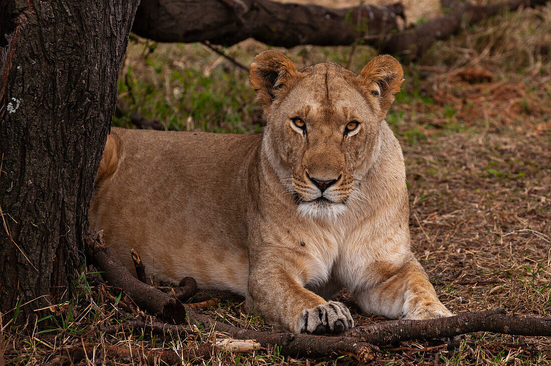 Porträt einer Löwin, Panthera leo, beim Ruhen. Mara-Nationalreservat, Kenia.