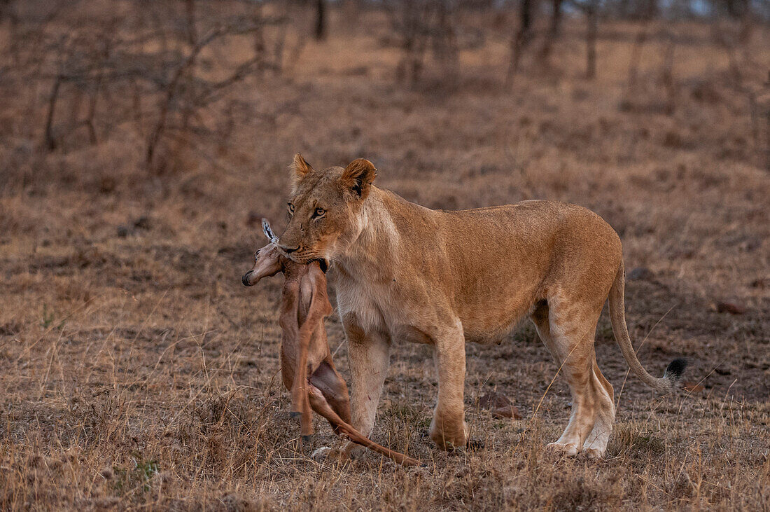 Eine Löwin, Panthera leo, bringt ein neugeborenes erlegtes Impala, Aepyceros melampus, zu ihren Jungtieren. Mara-Nationalreservat, Kenia.