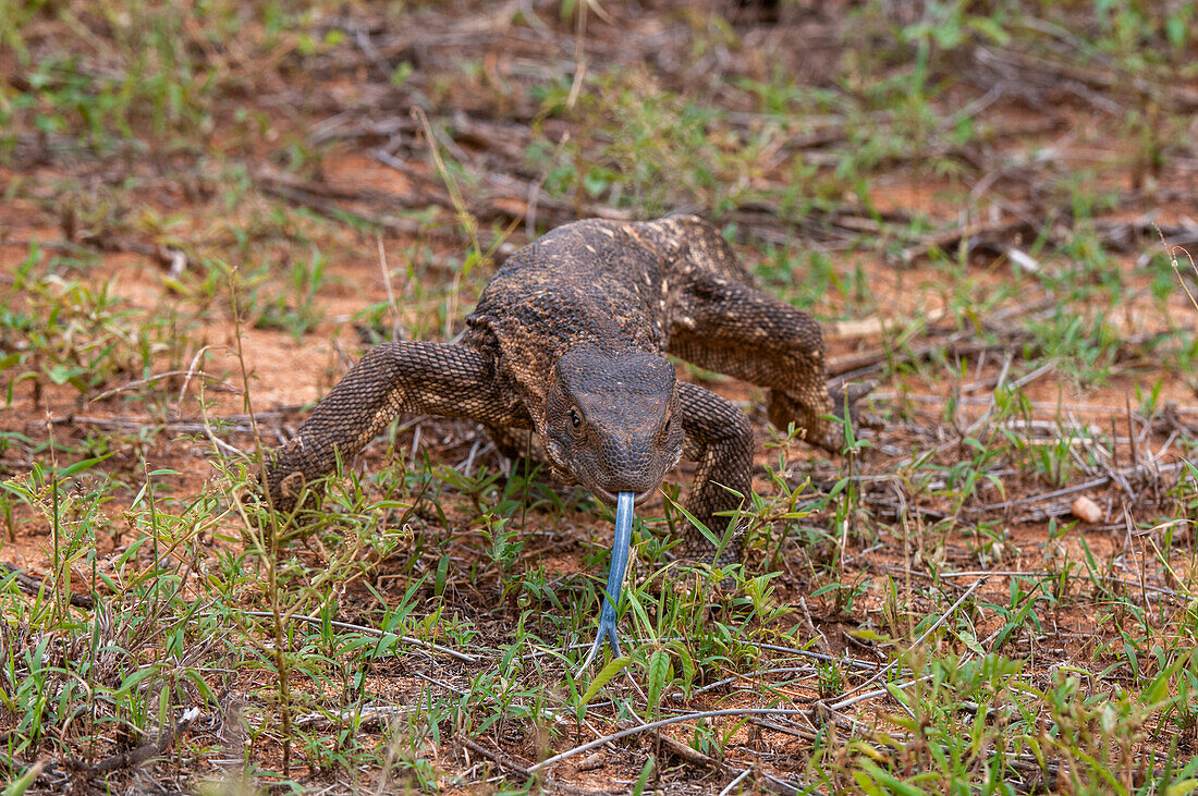 Ein Felsenwaran, Varanus albigularis, streckt beim Laufen seine blaue Zunge heraus. Samburu-Nationalpark, Kenia.