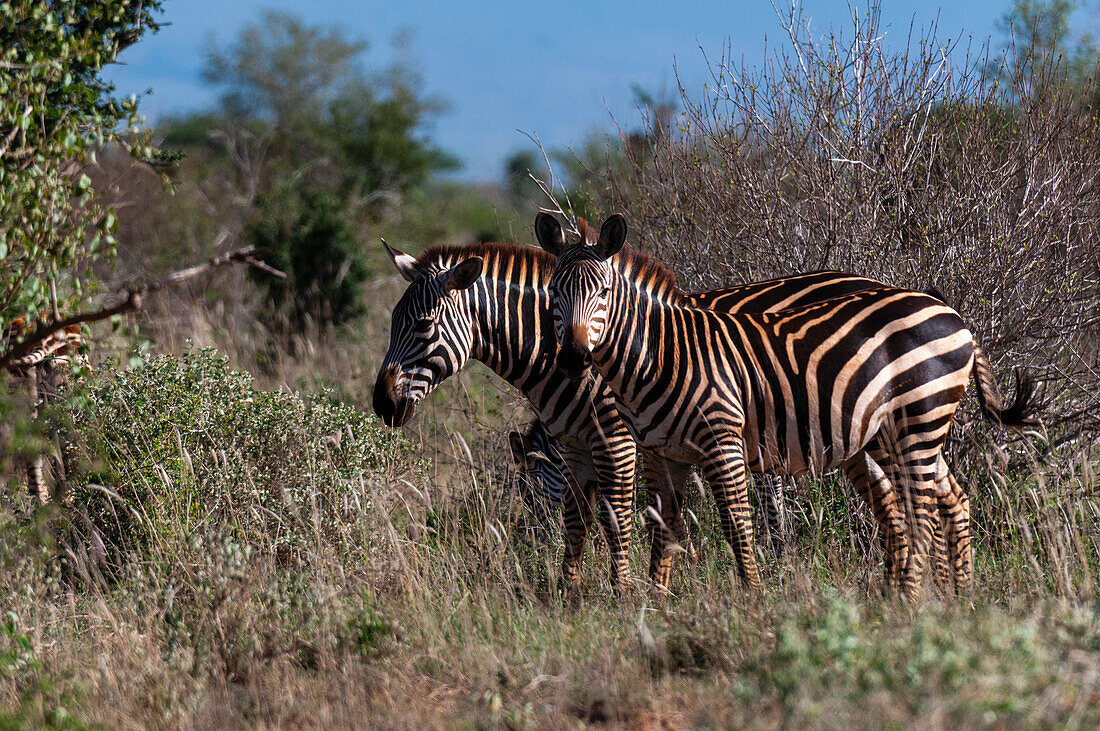 Drei Grant's Zebras, Equus quagga boehmi, grasen im Gestrüpp. Lualenyi-Wildreservat, Malindi, Kenia.