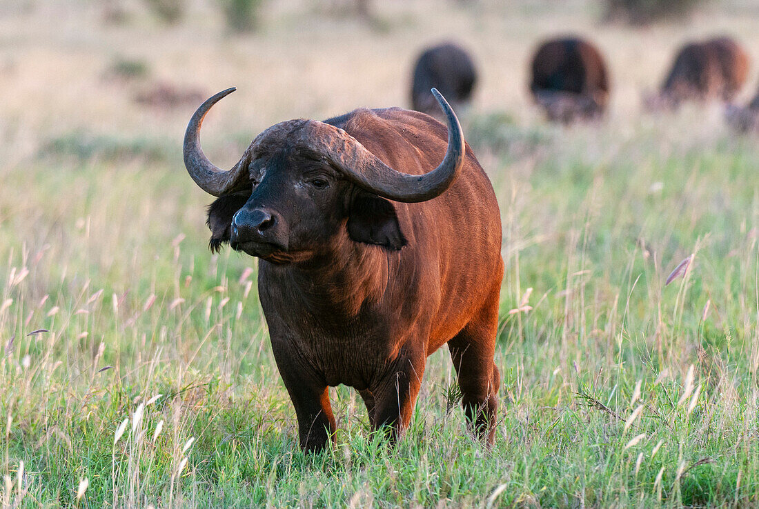Porträt eines afrikanischen Büffels, Syncerus caffer, mit einer in der Nähe grasenden Herde. Lualenyi-Wildreservat, Kenia.