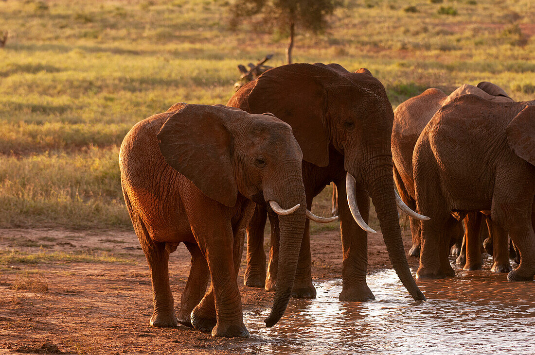 Eine Herde afrikanischer Elefanten, Loxodonta africana, trinkt an einem Wasserloch. Lualenyi-Wildreservat, Malindi, Kenia.