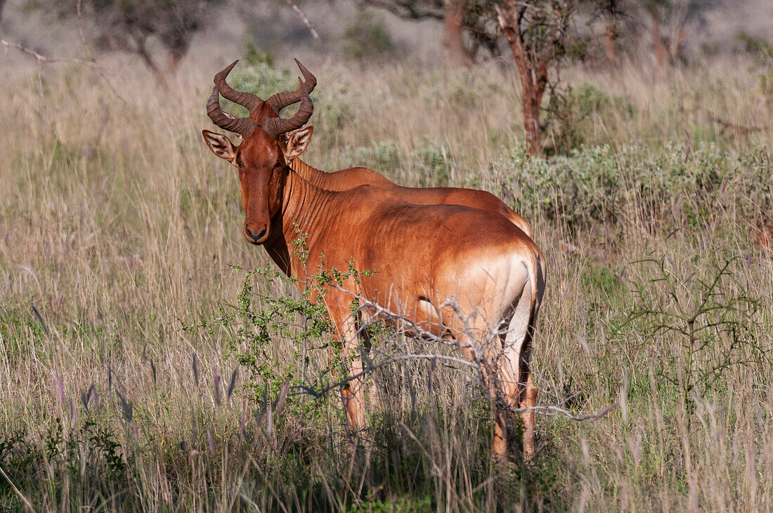 Two Coke's hartebeest, Alcelaphus buselaphus cokii, standing side by side. Lualenyi Game Reserve, Kenya.