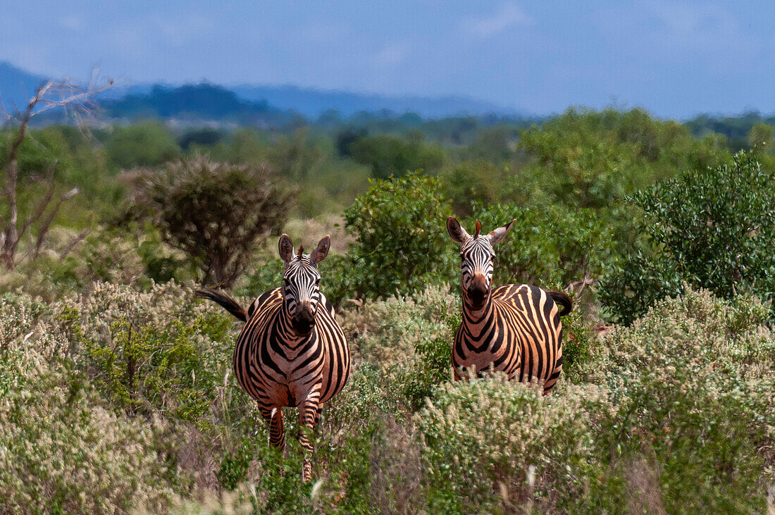 Porträt von zwei Grant's Zebras, Equus quagga boehmi, im Gebüsch, die in die Kamera schauen. Lualenyi-Wildreservat, Malindi, Kenia.