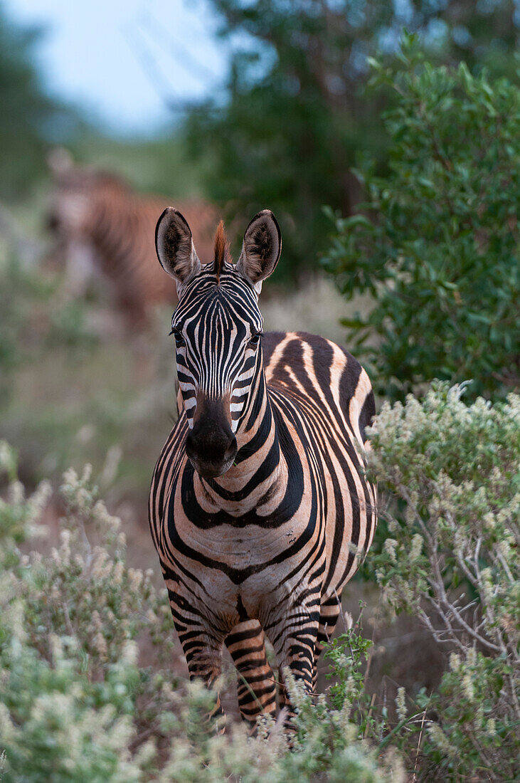 Portrait of a Grant's zebra, Equus quagga boehmi, in scrub land. Lualenyi Game Reserve, Kenya.