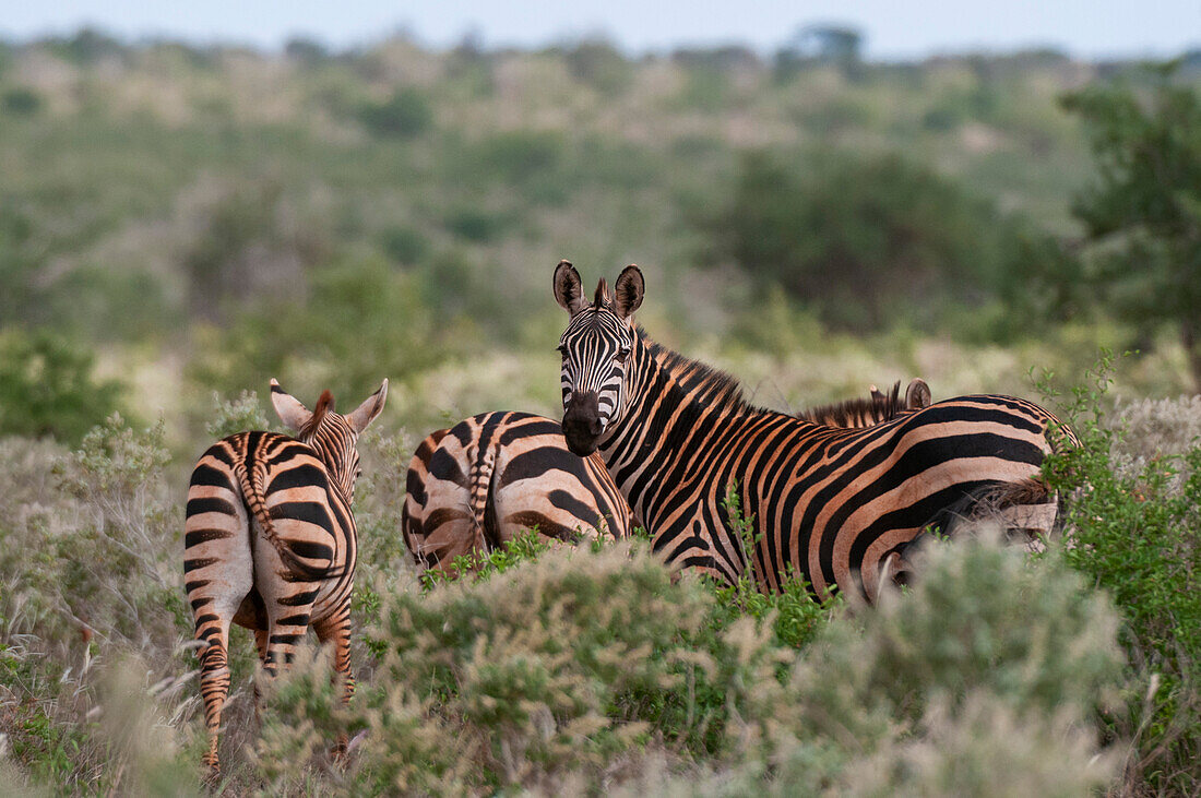 Eine Gruppe von Grant-Zebras, Equus quagga boehmi, von denen eines in die Kamera schaut. Lualenyi-Wildreservat, Malindi, Kenia.