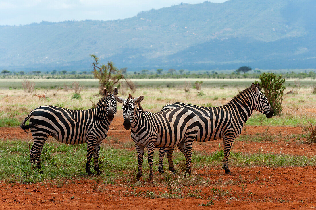 Ein Porträt von drei Grant-Zebras, Equus quagga boehmi. Tsavo-Ost-Nationalpark, Kenia.