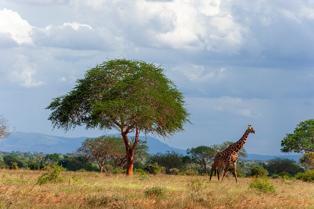 Eine Giraffe, Giraffa camelopardalis, geht in der Savanne zwischen Akazienbäumen spazieren. Tsavo-Ost-Nationalpark, Kenia.
