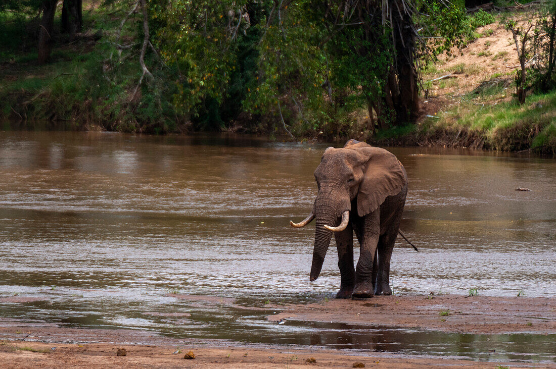 An African elephant, Loxodonta africana, crossing the Galana River. Galana River, Tsavo East National Park, Kenya.
