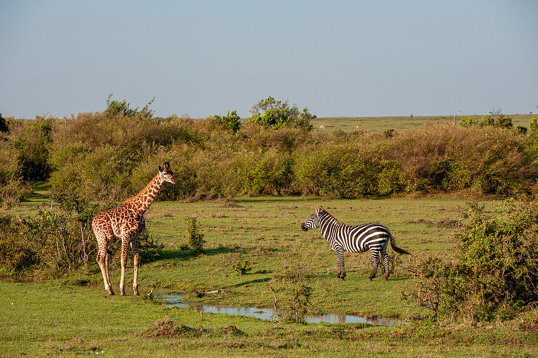 A Masai giraffe, Giraffa camelopardalis, and common zebra, Equus quagga, approaching a small waterhole to drink. Masai Mara National Reserve, Kenya.