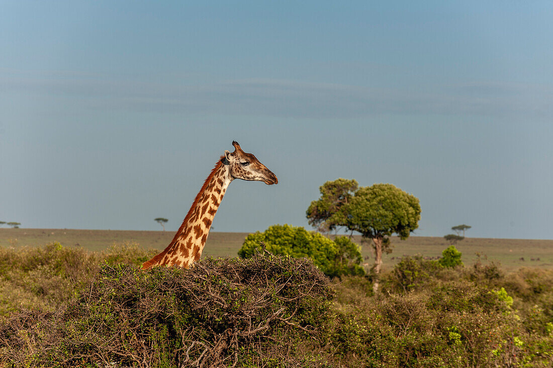 Eine Masai-Giraffe, Giraffa camelopardalis, hinter einem Busch mit Blick auf die Savanne. Masai Mara-Nationalreservat, Kenia.
