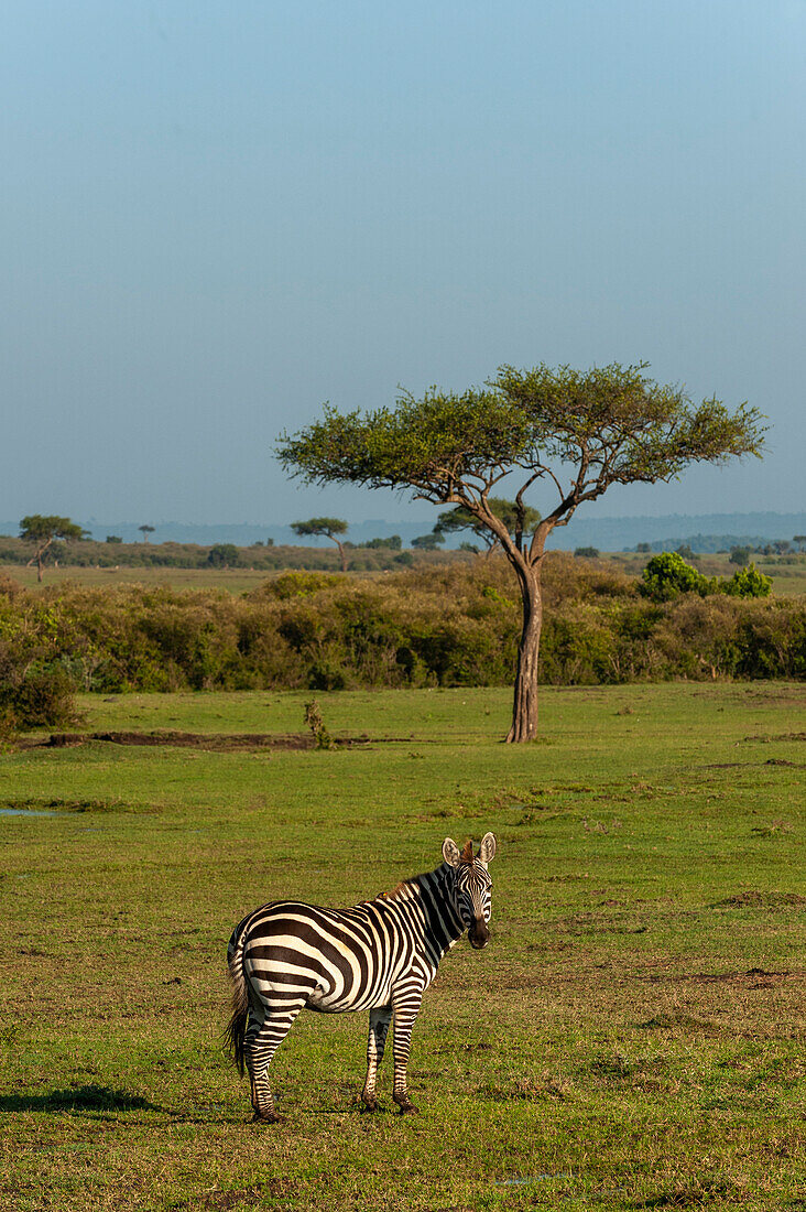 Porträt eines gewöhnlichen Zebras, Equus quagga, das in die Kamera schaut. Masai Mara-Nationalreservat, Kenia.