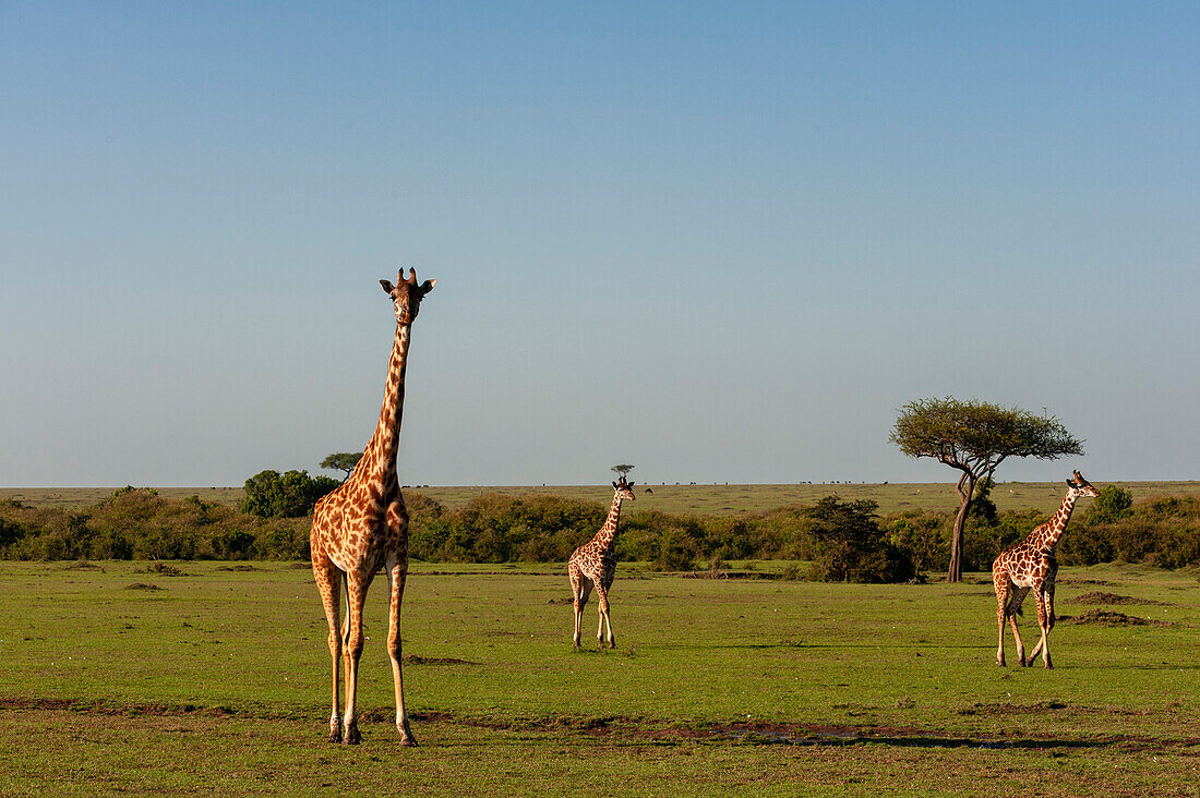 Eine Gruppe von Masai-Giraffen, Giraffa camelopardalis, beim Spaziergang in der Savanne. Masai Mara Nationalreservat, Kenia.