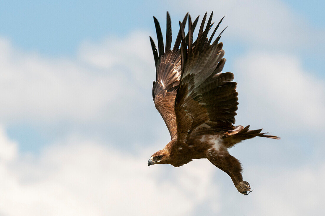 Portrait of a tawny eagle, Aquila rapax, in flight. Masai Mara National Reserve, Kenya.