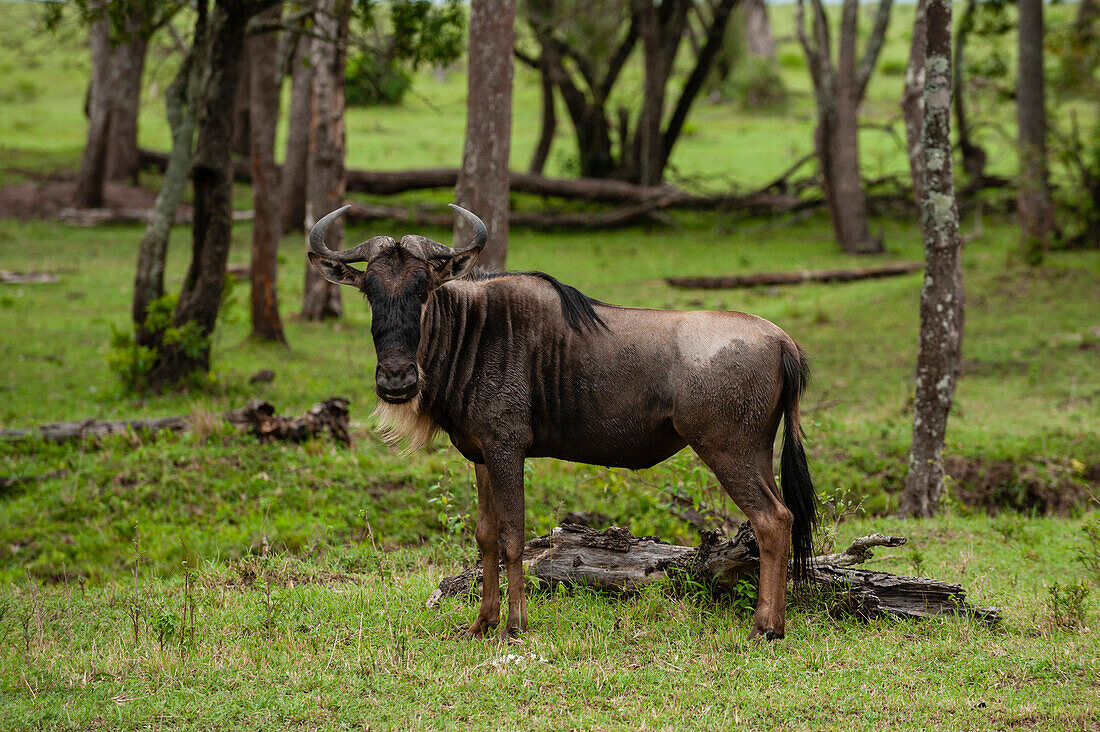 Porträt eines männlichen Gnus, Connochaetes taurinus, das in die Kamera schaut. Masai Mara-Nationalreservat, Kenia.