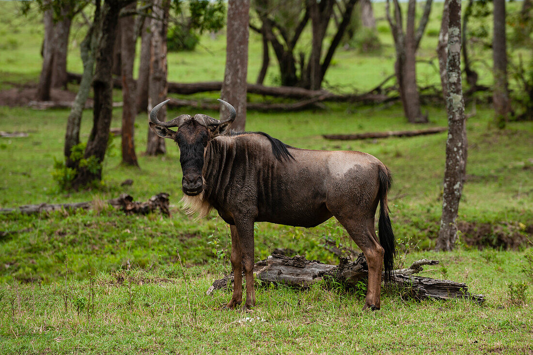 Portrait of a male wildebeest, Connochaetes taurinus, looking at the camera. Masai Mara National Reserve, Kenya.