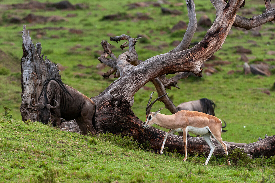 Eine Grant-Gazelle, Gazella granti, und ein Gnu, Connochaetes taurinus, auf Nahrungssuche und beim Grasen. Masai Mara Nationalreservat, Kenia.
