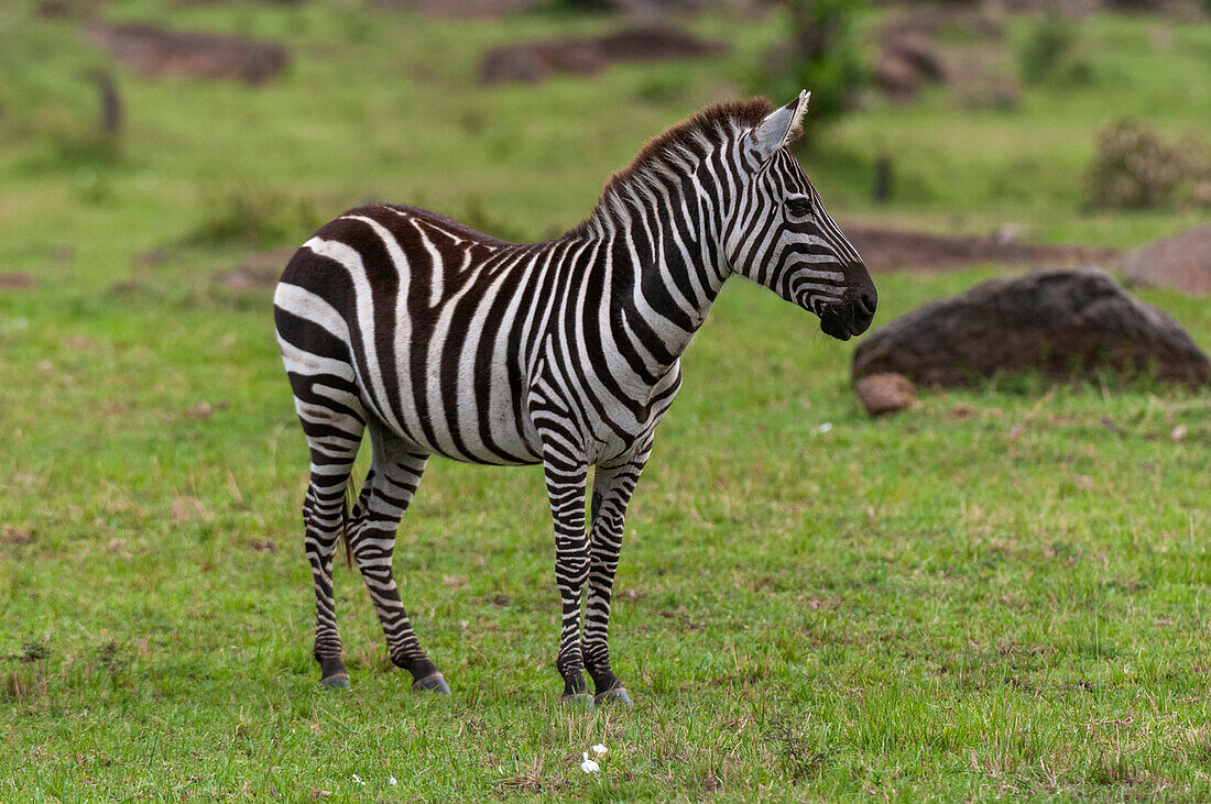Porträt eines gewöhnlichen Zebras, Equus quagga. Masai Mara-Nationalreservat, Kenia.